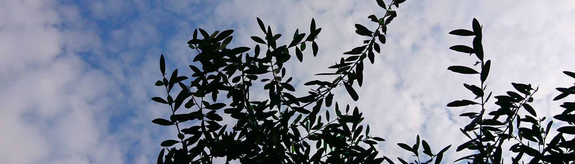 orari triduo pasquale 2024